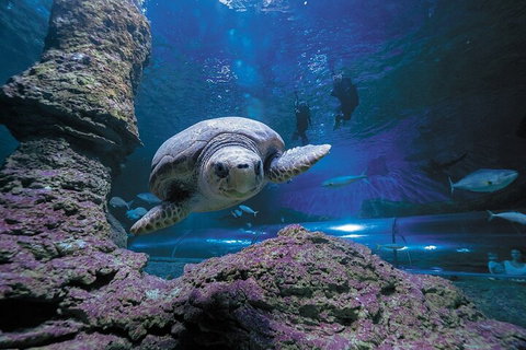 Lunch And General Admission Entry At AQWA - Winery Find 5