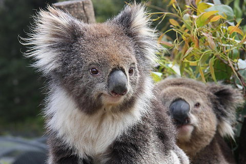 Kuranda Koala Gardens And Birdworld Admission Tickets - Winery Find 0