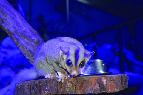 Kuranda Koala Gardens And Birdworld Admission Tickets - Winery Find 1