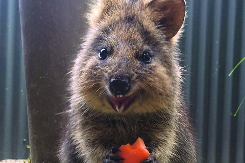 Kuranda Koala Gardens And Birdworld Admission Tickets - Winery Find 2