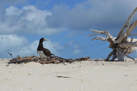 Seastar Luxury Outer Great Barrier Reef Island And Reef Tour From Cairns - Winery Find 1