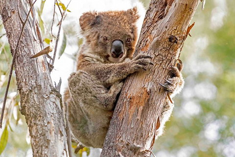 Wild Australian Wildlife 4WD Tour From Sydney - Winery Find 1