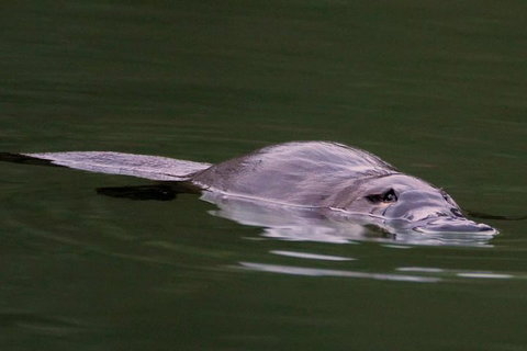 Wild Australian Wildlife 4WD Tour From Sydney - Winery Find 2