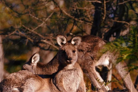 Wild Australian Wildlife 4WD Tour From Sydney - Winery Find 3
