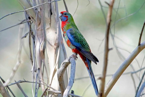 Wild Australian Wildlife 4WD Tour From Sydney - Winery Find 5