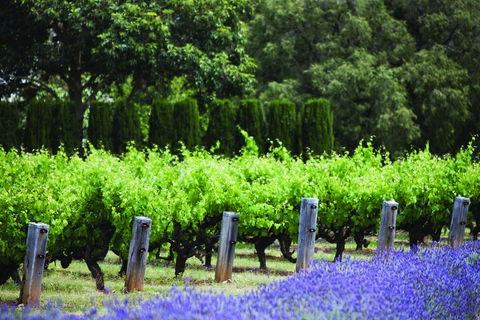 Ultimate Penfolds Magill Estate Experience - Winery Find 1