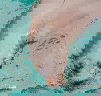 Wilsons Promontory Full Day Cruise - Winery Find