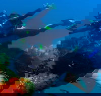 Scuba Dive the S.S. Yongala Wreck on the Great Barrier Reef. - Winery Find