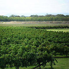 Restaurant Merlot At Lindenwarrah - Winery Find 6