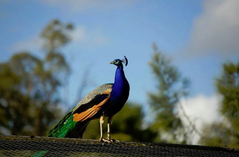 Maggie Beer's Farm Shop - Winery Find 4