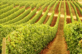Margaret River Tours - Winery Find 0