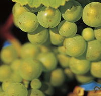 Boutique Wine Tours Tasmania - Winery Find