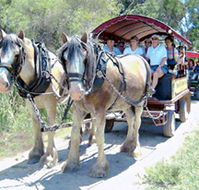 Swan Valley Wagon Trails - Winery Find