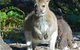 ECO Safaris Queensland - thumb 3