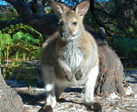 ECO Safaris Queensland - Winery Find 3