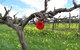 Red Dolls Wine - thumb 2