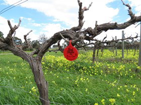 Red Dolls Wine - Winery Find 2