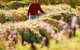 Lyndoch Lavender Farm And Cafe - thumb 0