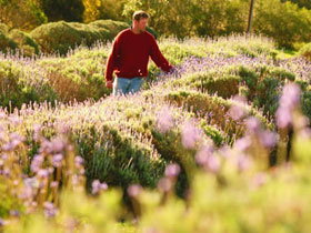 Lyndoch Lavender Farm And Cafe - Winery Find 0