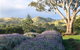 Lyndoch Lavender Farm And Cafe - thumb 1