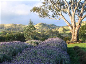 Lyndoch Lavender Farm And Cafe - Winery Find 1