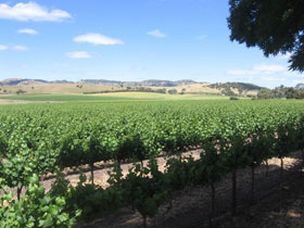 Taste The Barossa - Winery Find 2