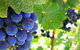 Coonawarra Discovery Tours - thumb 0