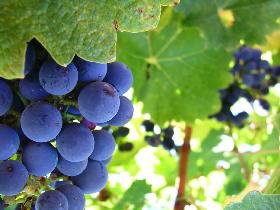 Coonawarra Discovery Tours - Winery Find 0