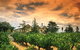 Coonawarra Discovery Tours - thumb 2