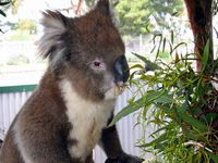 Glen-Forest Tourist Park