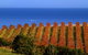 Chapel Hill Winery - thumb 1
