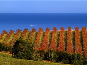 Chapel Hill Winery - Winery Find 1