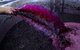 Chapel Hill Winery - thumb 2