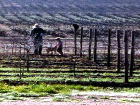 Phoenix Estate - Winery Find 1