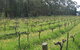 Jeanneret Wines - thumb 1