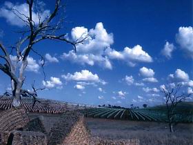 Mitchell Winery - Winery Find 2