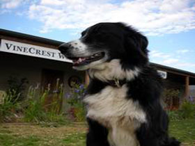 VineCrest Fine Barossa Wine - Winery Find 2