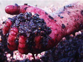 Rusden Wines - Winery Find 0