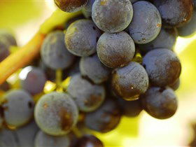 Bethany Wines - Winery Find 3