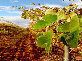 Waikerie SA Winery Find