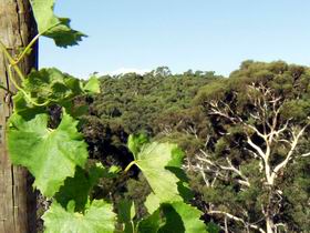 Adelaide Hills Wine Trail - Winery Find 1