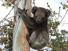 Adelaide Hills Wine Trail - Winery Find 2