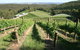 Deviation Road Winery - thumb 2