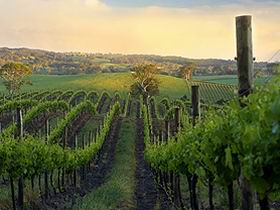 Nepenthe Wines - Winery Find 3