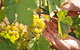 Hahndorf Hill Winery - thumb 3