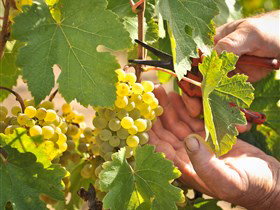Hahndorf Hill Winery - Winery Find 3