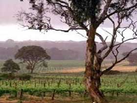 Moana Beach SA Winery Find