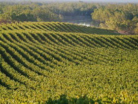 Mallee Estates - Winery Find 2