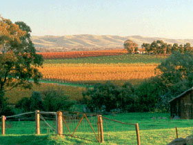 Wirra Wirra Vineyards - Winery Find 2