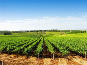 Port Willunga SA Winery Find